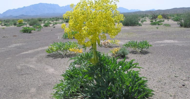 طرح توجیهی پرورش گیاه آنغوزه یکی از پرسود ترین گیاهان