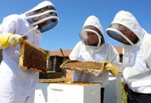 طرح زنبورداری و تولید عسل