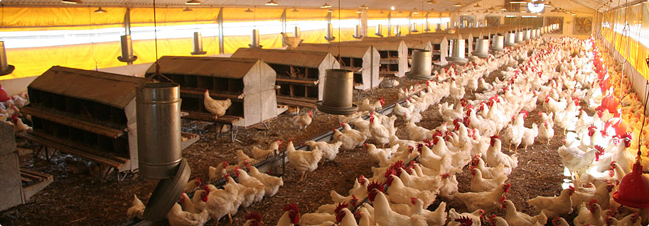 Aviculture  DIANA  HOLDING - طرح توجیهی پرورش مرغ گوشتی (آپدیت بهار ۱۴۰۱)
