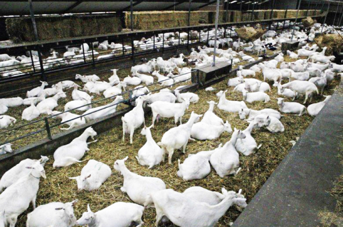 نمونه یک جایگاه صنعتی و مناسب برای پرورش بزهای سانن نمونه یک جایگاه صنعتی و مناسب برای پرورش بزهای سانن