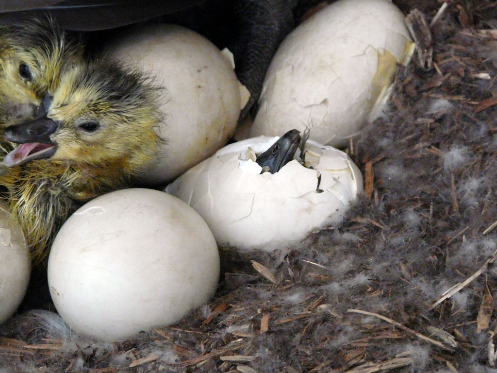 Сколько дней сидит гусыня на яйцах. Гусыня высиживает яйца. Инкубация утки голубой Фаворит. Гусиные яйца гусята. Утята вылупляются.