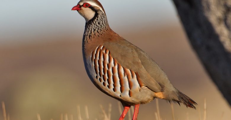 کبک کبک