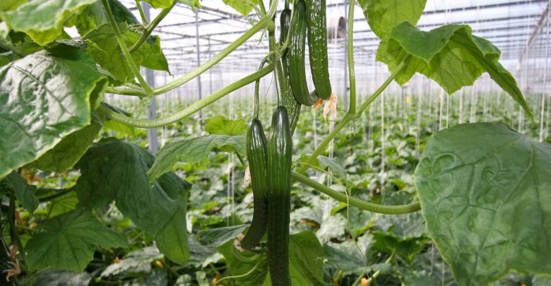 كشت خيار گلخانه ای كشت خيار گلخانه ای