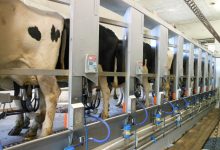 Milking 220x150 - طرح تولید شیر دوشهای صنعتی