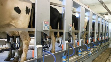 Milking 390x220 - طرح تولید شیر دوشهای صنعتی