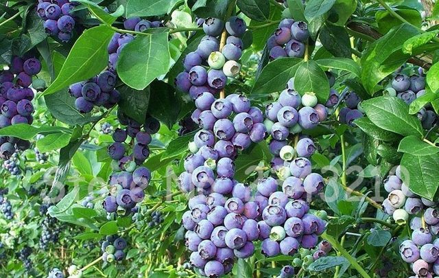 کاشت بلوبری کاشت بلوبری