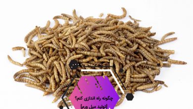 mealworm 390x220 - راهنمای کامل پرورش کرم میل ورم + بررسی سود