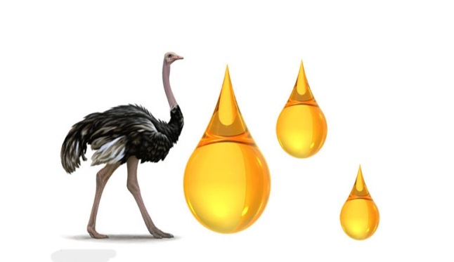 سرمایه گذاری در تولید روغن شترمرغ سرمایه گذاری در تولید روغن شترمرغ