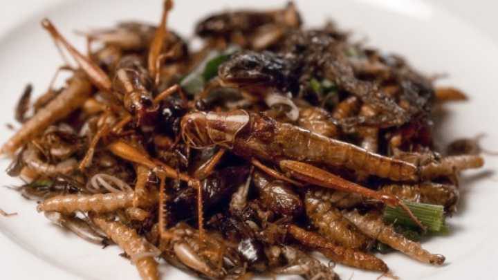 پرورش حشرات خوراکی پرورش حشرات خوراکی