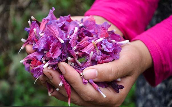 کاشت و پرورش گل گاوزبان کیلویی ۸۰ تا ۲۰۰ هزار تومان کاشت گل گاوزبان