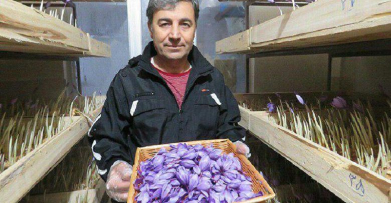 زعفران گلخانه ای زعفران گلخانه ای