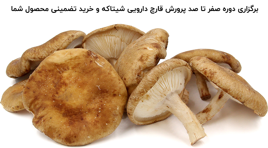 اموزش صفر تا صد پرورش قارچ شیتاکه اموزش صفر تا صد پرورش قارچ شیتاکه