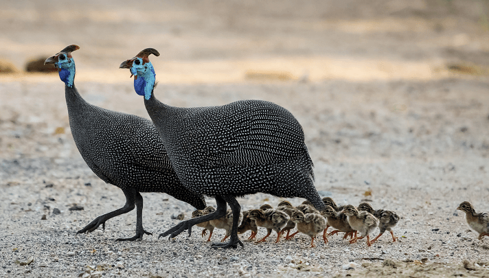Guinea-Hen-All-Keets چگونگی تشخیص مرغ شاخدار نر و ماده