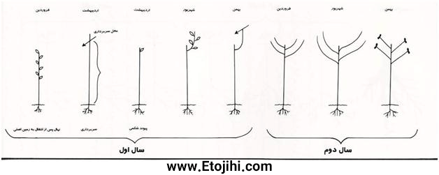 آموزش احداث باغ پسته آموزش احداث باغ پسته