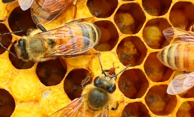 دوره آموزشی پرورش زنبور عسل