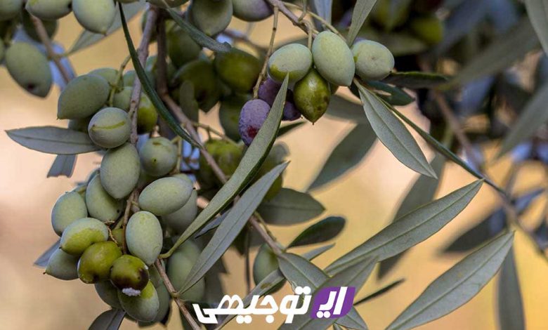 آموزش کامل احداث باغ زیتون و تولید روغن زیتون آموزش کامل احداث باغ زیتون و تولید روغن زیتون