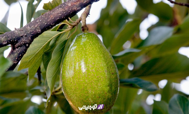 آموزش کاشت آووکادو آموزش کاشت آووکادو