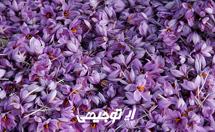 نکات فنی بسته بندی و نگه داری گل زعفران نکات فنی بسته بندی و نگه داری گل زعفران