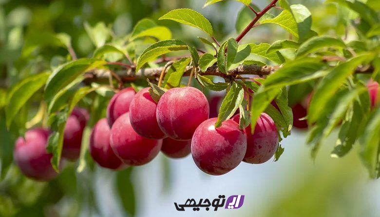 trees-for-cold-region معرفی 11 درخت میوه برای مناطق سردسیر