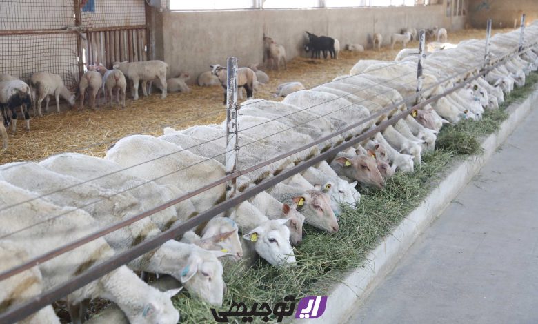 main-00 معرفی دام سبک و سنگین متناسب با هر اقلیم
