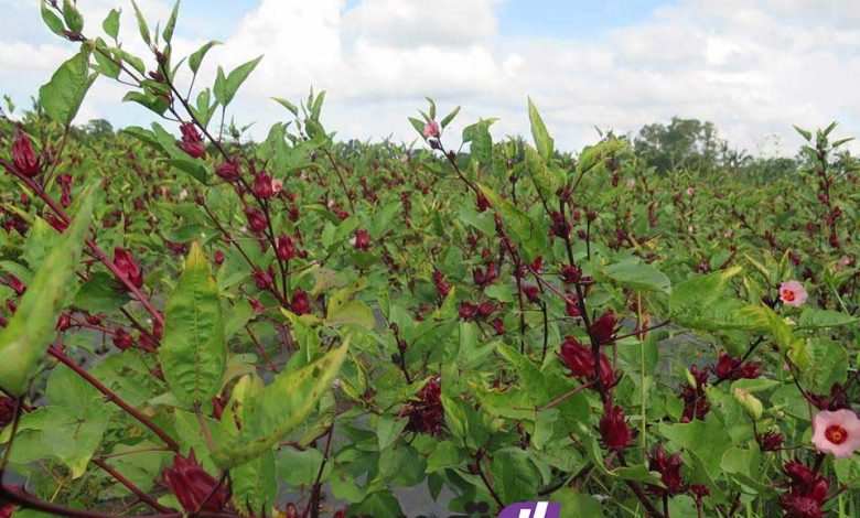 roselle-main کاشت چای ترش حتی در شرایط نامساعد محیطی