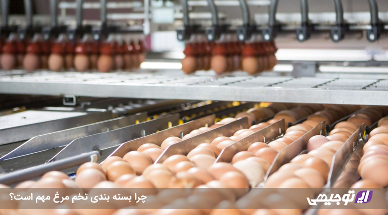 چرا بسته بندی تخم مرغ مهم است؟