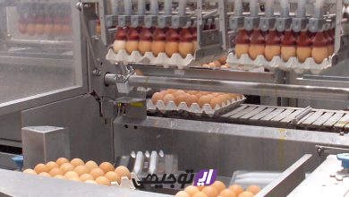 main egg 390x220 - ایده احداث کارگاه بسته بندی تخم مرغ + طرح توجیهی ۱۴۰۰