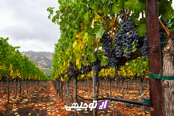 Grape-Garden-main آموزش احداث باغ انگور و نگه داری از آن