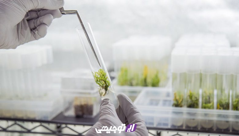 Plant-tissue-main-min سرمایه گذاری در کشت بافت گیاهی