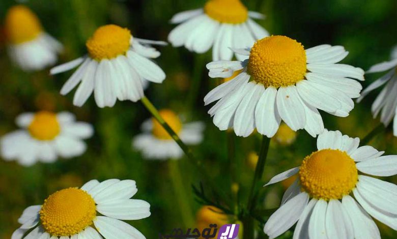 babone-main-min تولید و فرآوری گیاه دارویی بابونه آلمانی