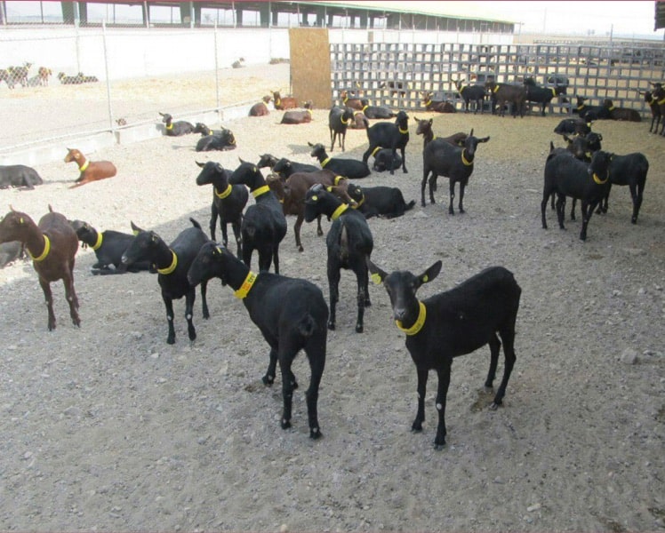 شکل ۱۲- پرورش بز مورسیا در شهر قلعه گنج استان کرمان روستای چاه شاهی پرورش بز مورسیا در شهر قلعه گنج استان کرمان روستای چاه شاهی