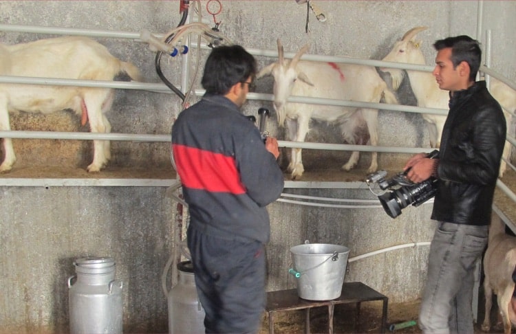 شکل ۱۶- اتاق شیردوشی اتاق شیردوشی بز سانن