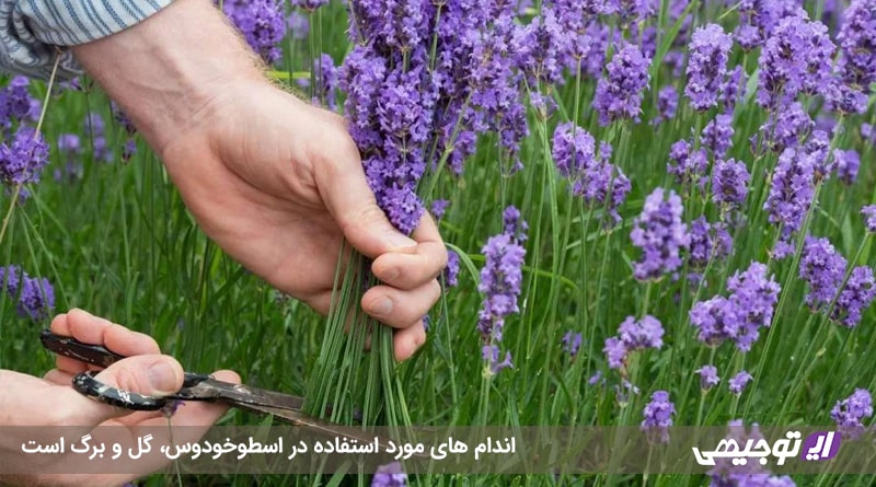 شکل ۱- گل و برگ گیاه اسطوخودوس گل و برگ گیاه اسطوخودوس