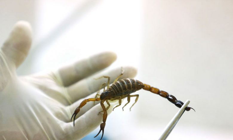 scorpion دوره آموزش حضوری و آنلاین پرورش و زهرگیری عقرب