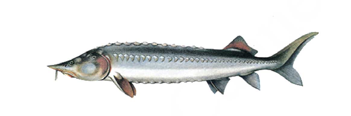  ماهی بلوگا (Beluga)