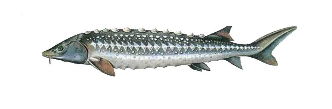 ماهی اوسترا (Osetra)
