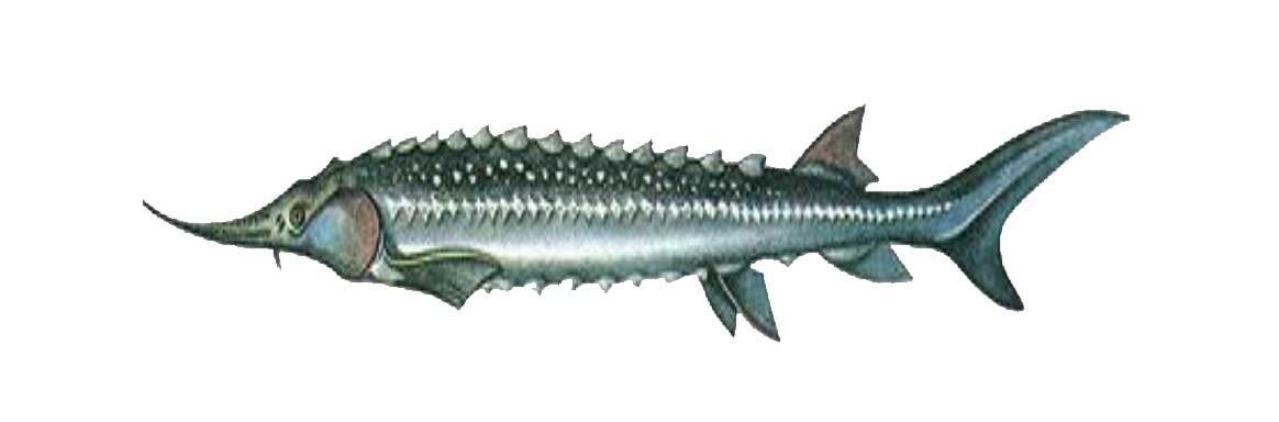 ماهی سوروگا (Sevruga)